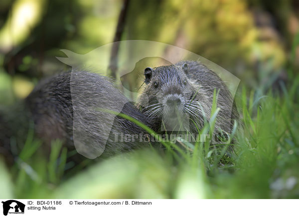 sitting Nutria / BDI-01186
