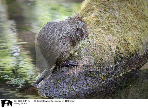 sitting Nutria / BDI-01187
