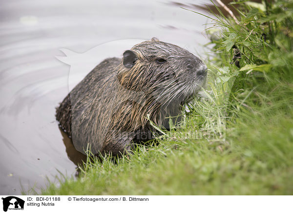 sitting Nutria / BDI-01188