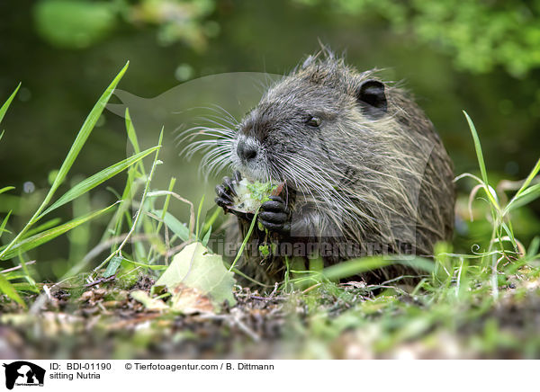 sitting Nutria / BDI-01190