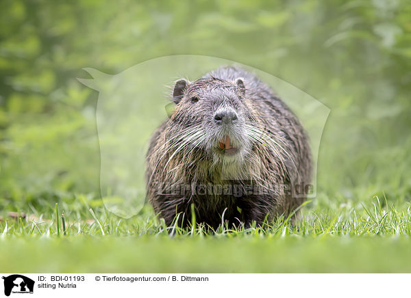 sitting Nutria / BDI-01193