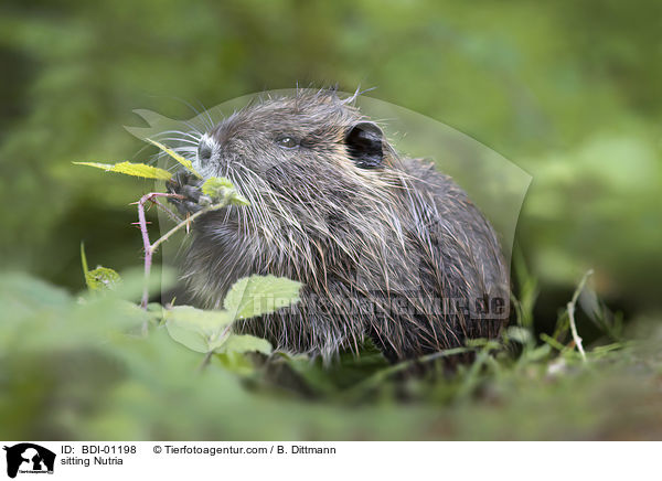 sitting Nutria / BDI-01198