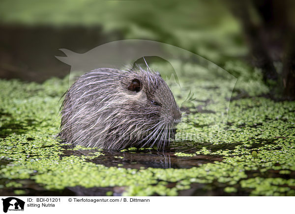 sitting Nutria / BDI-01201