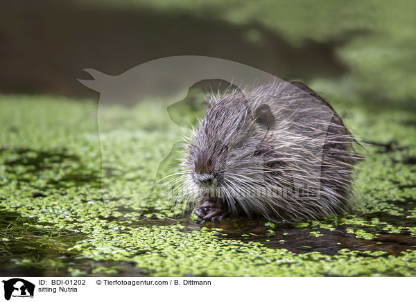 sitting Nutria / BDI-01202