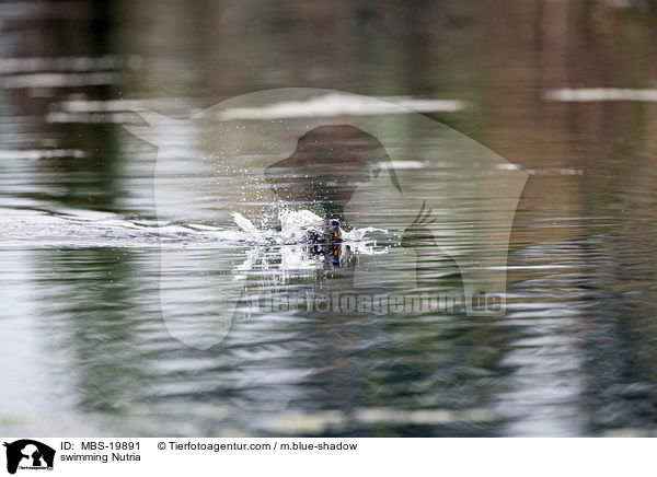 swimming Nutria / MBS-19891