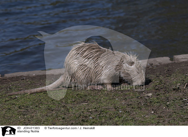 standing Nutria / JOH-01383