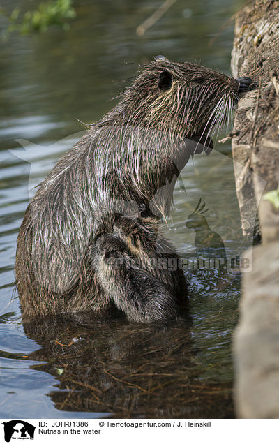 Nutrias in the water / JOH-01386