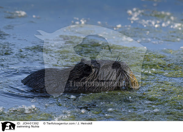 swimming Nutria / JOH-01392