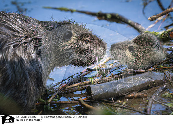Nutrias in the water / JOH-01397
