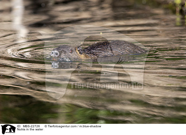 Nutria in the water / MBS-22726