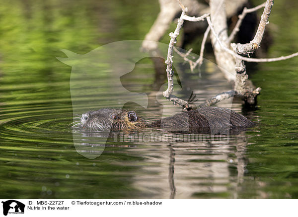 Nutria im Wasser / Nutria in the water / MBS-22727
