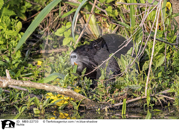Nutria / MBS-22733