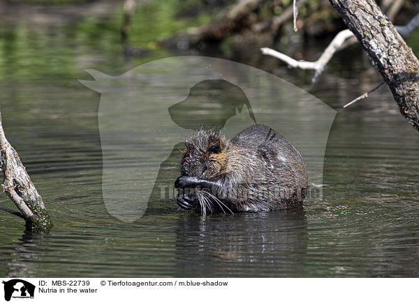 Nutria in the water / MBS-22739