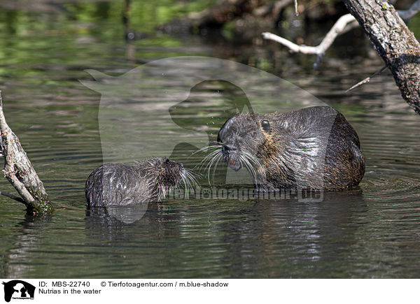 Nutrias in the water / MBS-22740