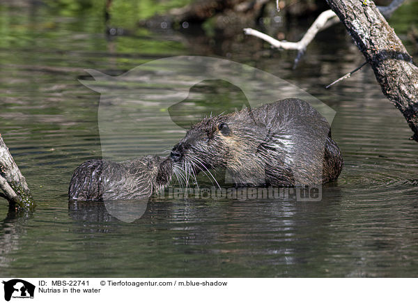Nutrias in the water / MBS-22741