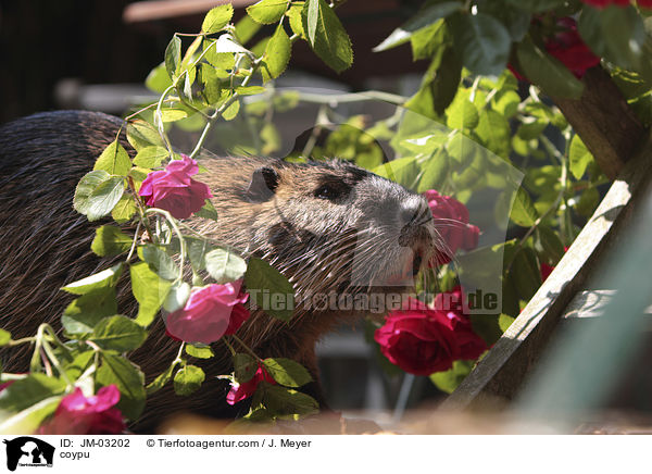 coypu / JM-03202