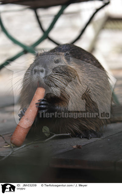 coypu / JM-03209