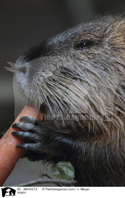 coypu / JM-03212