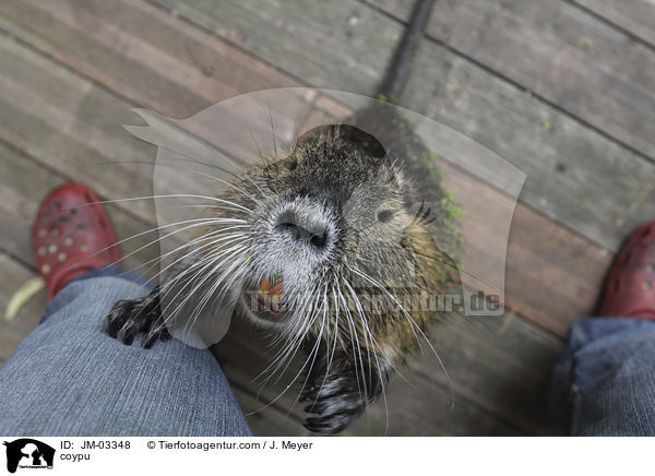 Nutria / coypu / JM-03348