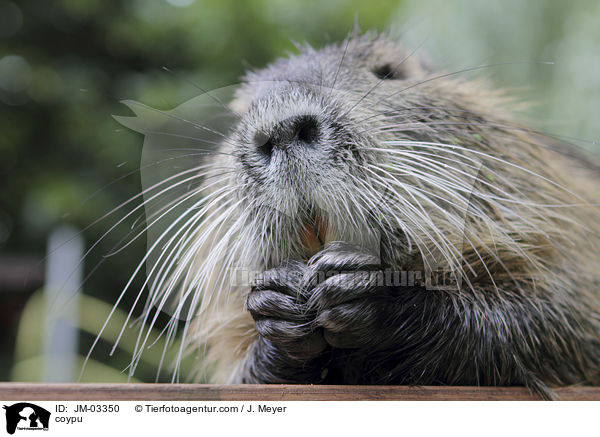 coypu / JM-03350