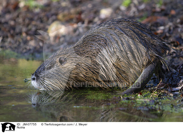 Nutria / JM-07755
