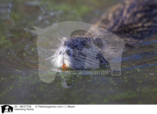 swimming Nutria / JM-07758