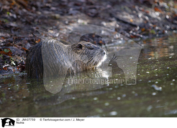 Nutria / JM-07759