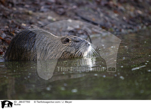 Nutria / JM-07760