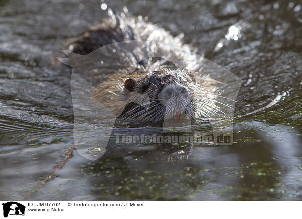 swimming Nutria / JM-07762