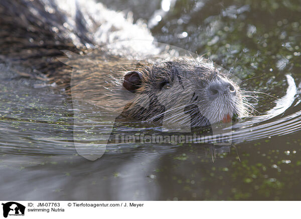 swimming Nutria / JM-07763