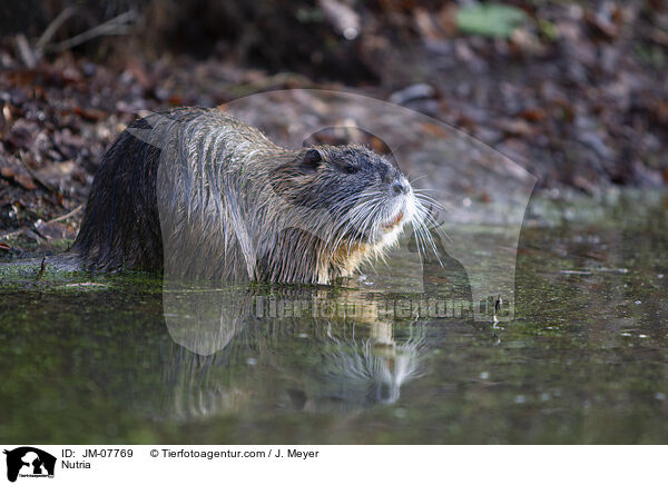 Nutria / JM-07769