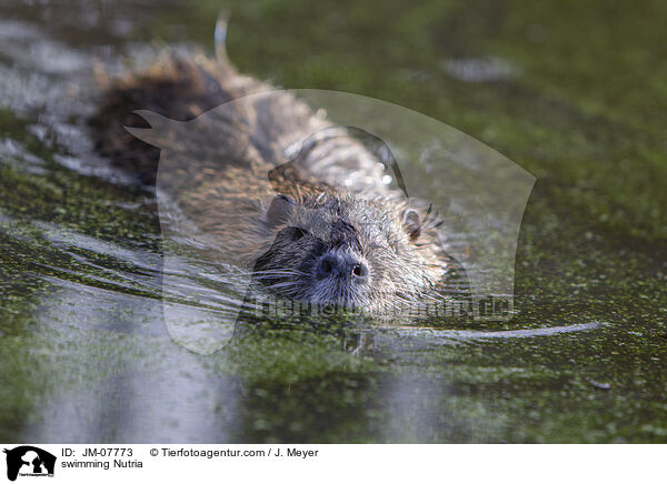 swimming Nutria / JM-07773