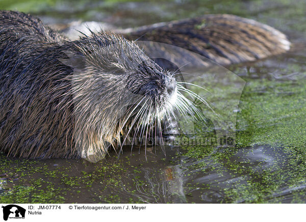Nutria / JM-07774