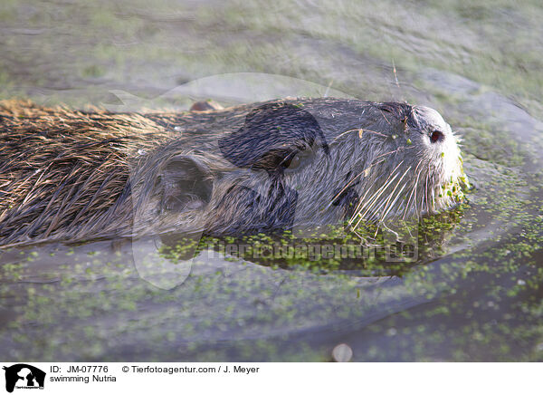 swimming Nutria / JM-07776