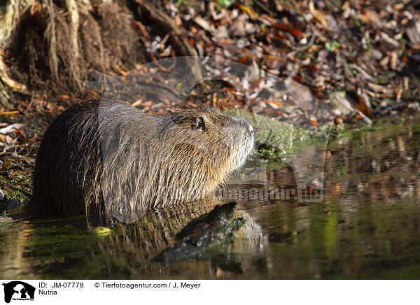 Nutria / JM-07778