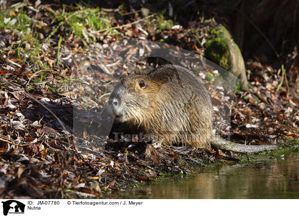 Nutria / JM-07780