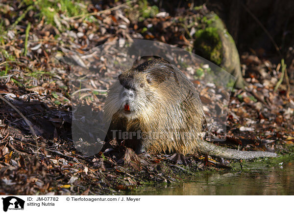 sitting Nutria / JM-07782