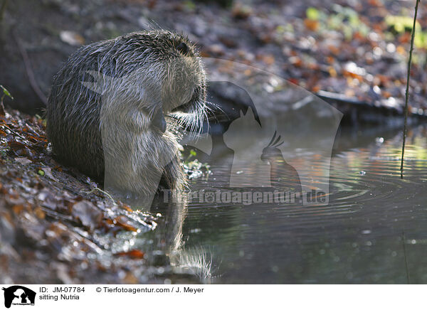 sitting Nutria / JM-07784