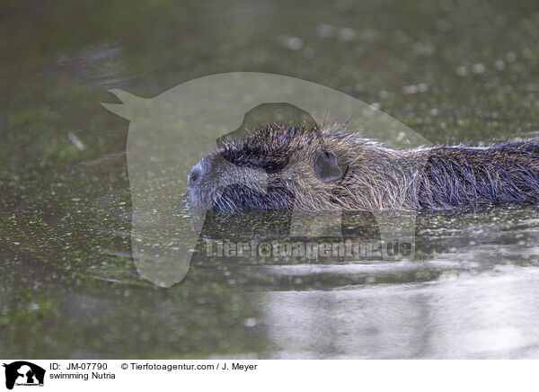 swimming Nutria / JM-07790