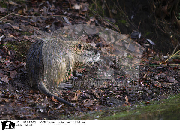 sitting Nutria / JM-07792