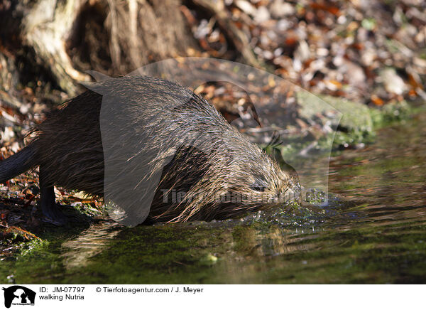 walking Nutria / JM-07797