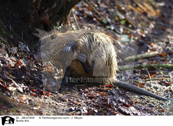 Nutria itch / JM-07809