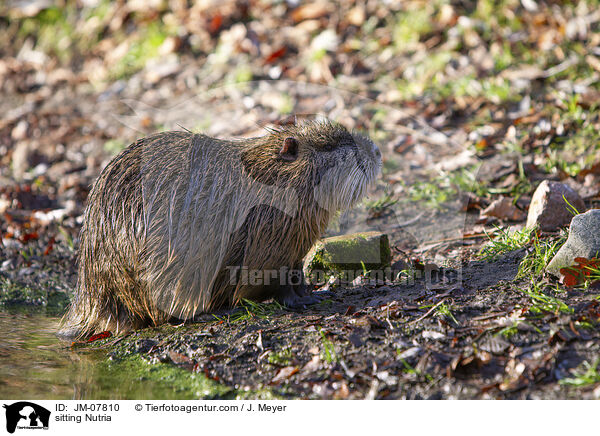sitting Nutria / JM-07810