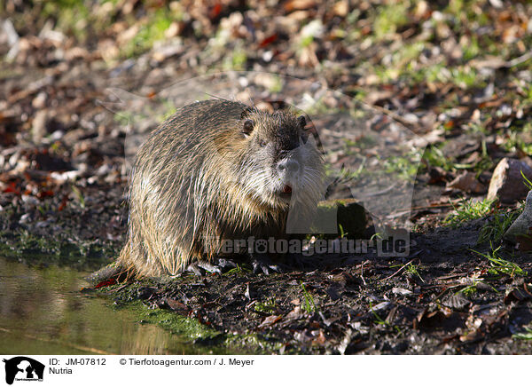 Nutria / JM-07812