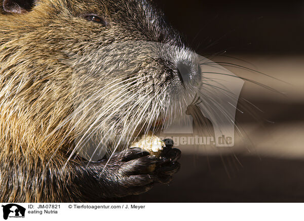 eating Nutria / JM-07821