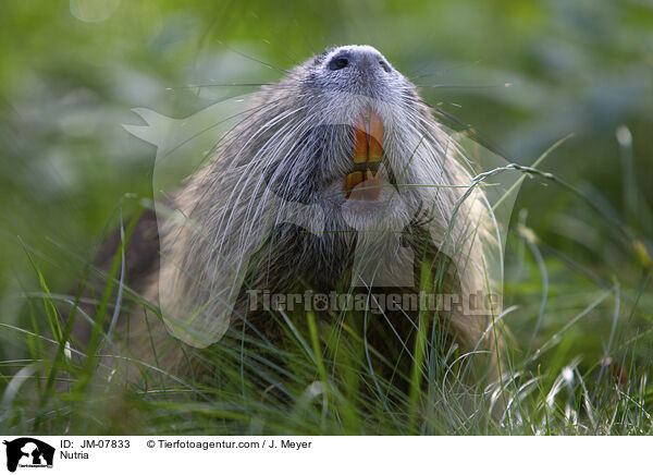 Nutria / JM-07833