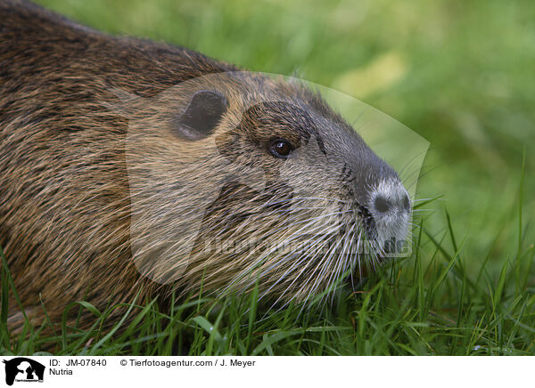 Nutria / JM-07840
