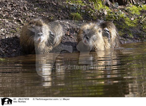 zwei Nutrias / two Nutrias / JM-07858