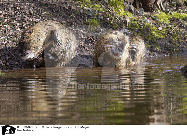 zwei Nutrias / two Nutrias / JM-07859