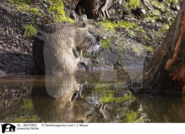 Nutria putzt sich / preening Nutria / JM-07863